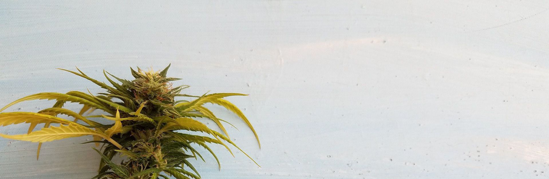 Header neu